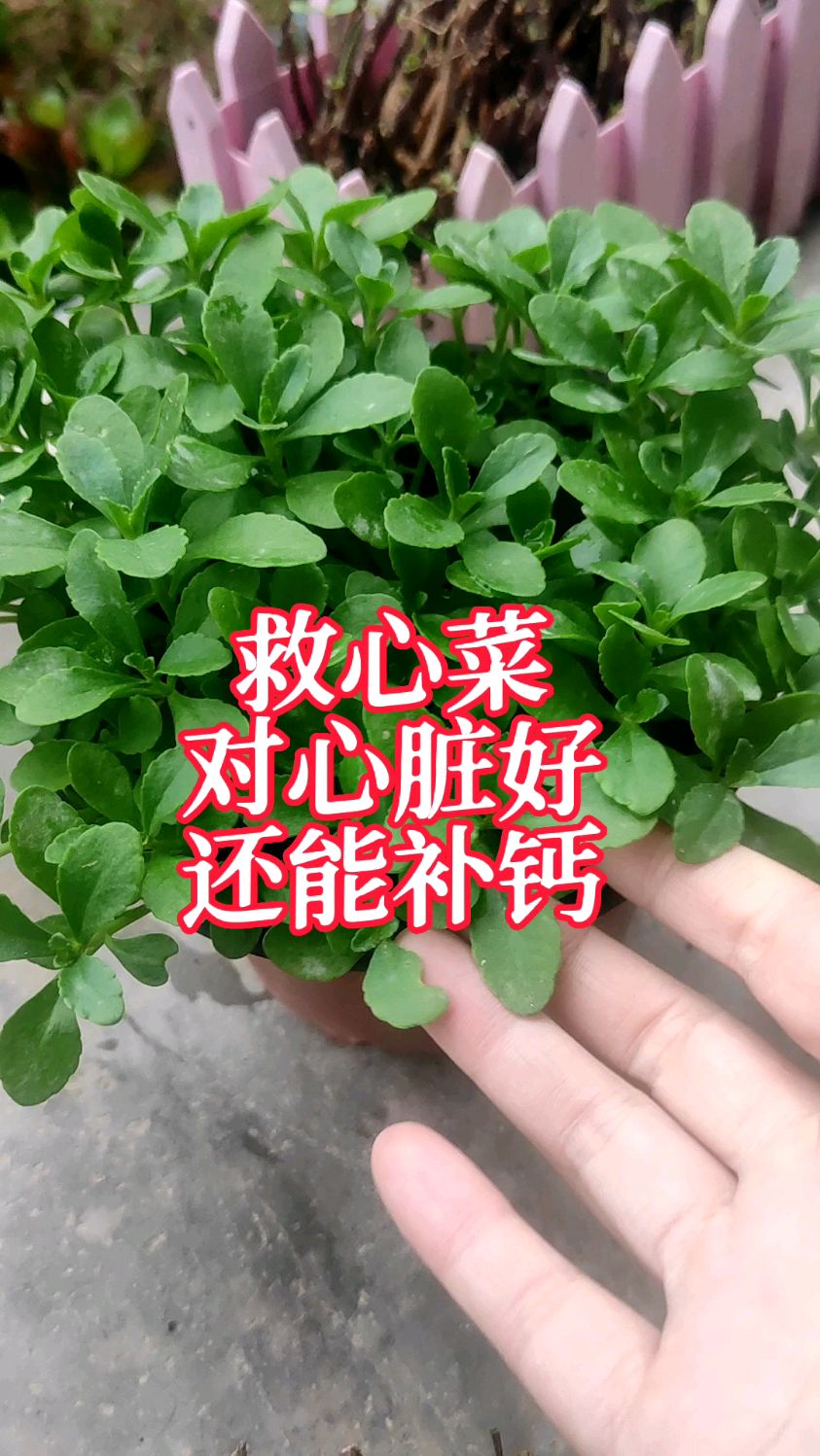 救心菜,对心脏好,还能补钙,种一次生长20年,地栽盆栽都可以