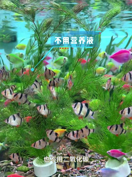 又便宜,又好看,还特别好养的金鱼藻,在净化水质方面真的很不错