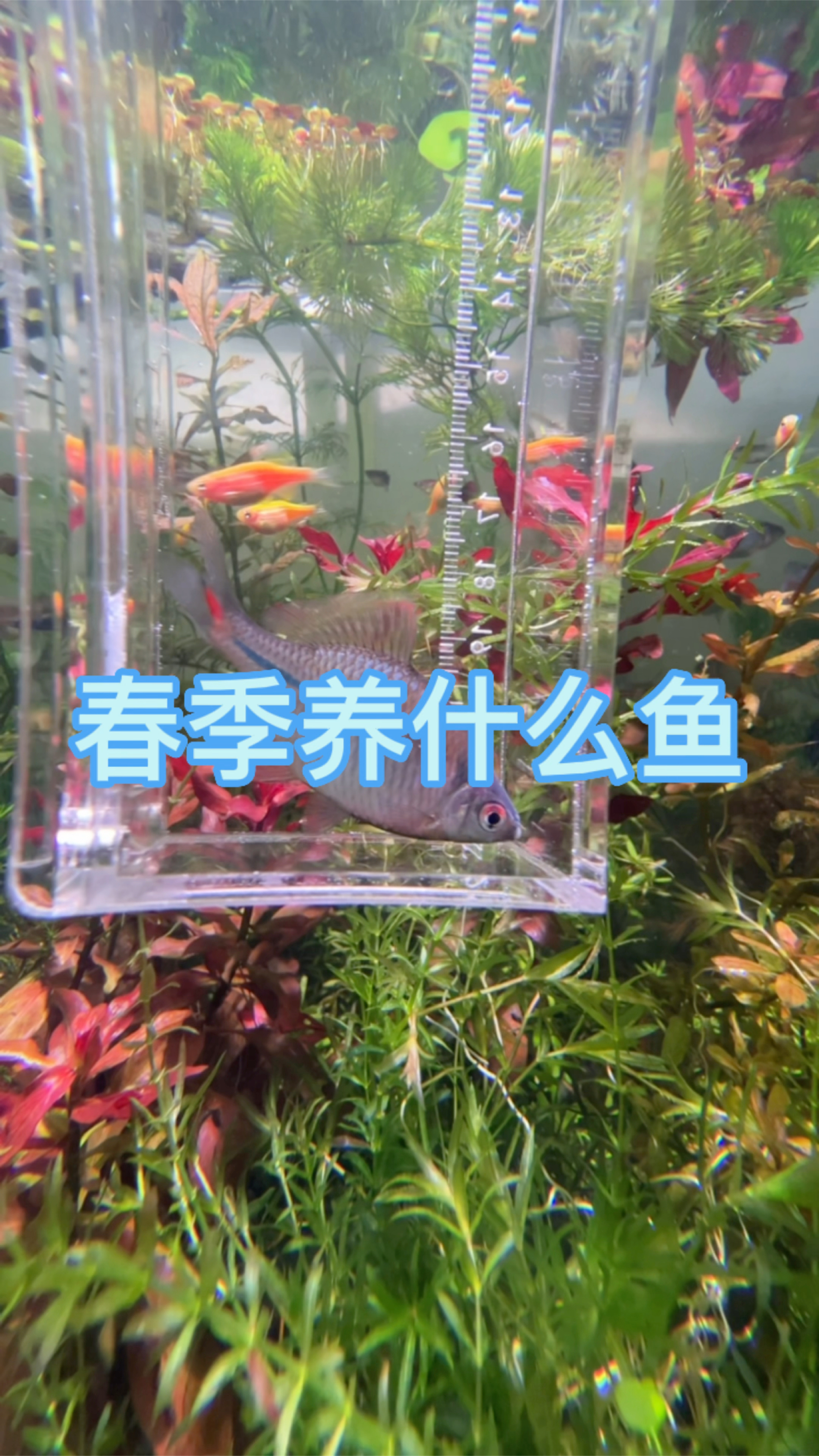 春季养什么,当然鳑鲏鱼,颜色正鲜艳