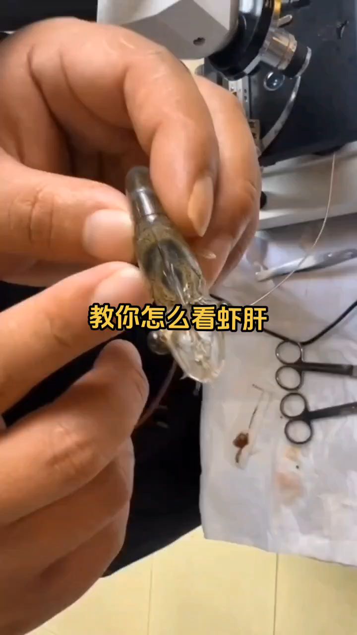 教你怎么看虾肝#南美白对虾 #大虾 #水产养殖网红虾姐
