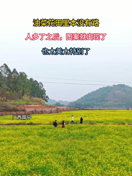 油菜花田里的路