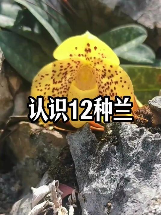 认识12种牢底坐穿兰,您认得几种?野生兰花 保护野生植物