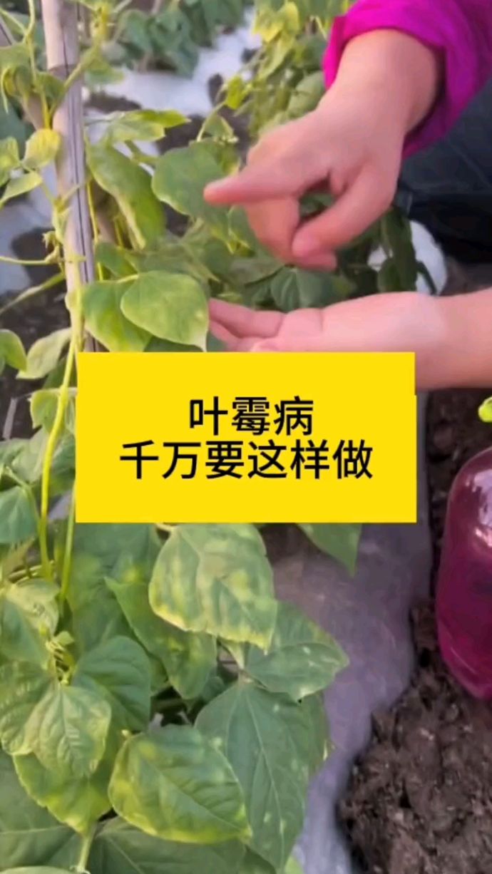 作物得了叶霉病一定要这样做。