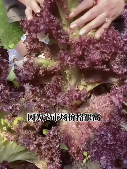种上紫叶生菜种子,三天发芽,脆嫩好吃,阳台变绿色菜园