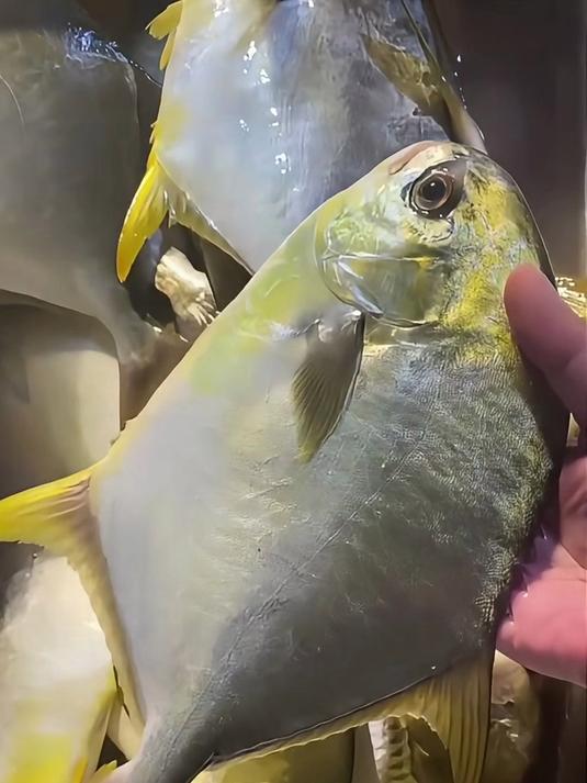 分享科普22种海鱼,看看有没有你没见过的!
