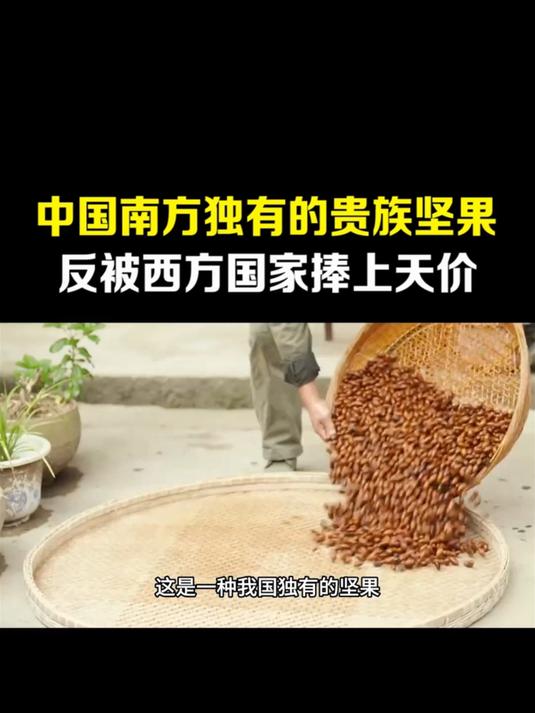 中国南方独有的贵族坚果,反被西方国家捧上“天价”,被誉魁宝