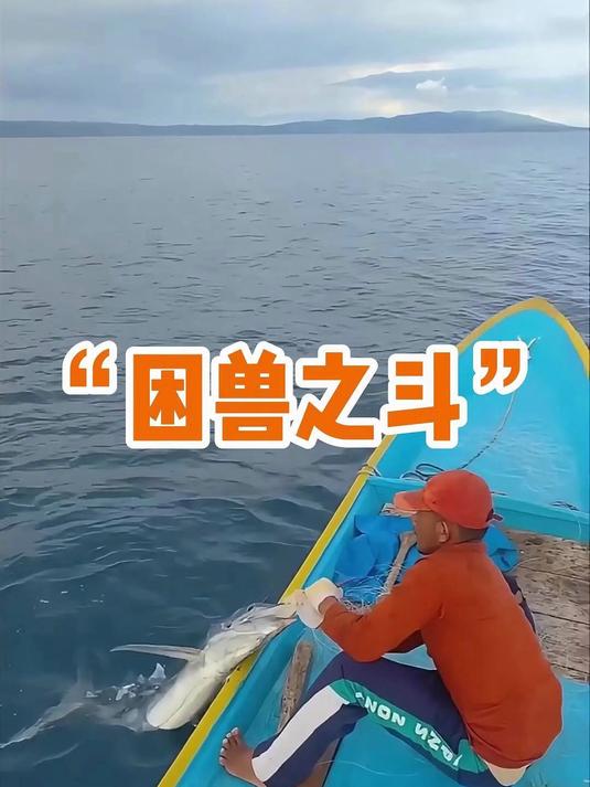 马林鱼猛烈撞船真相：并非攻击，而是绝望挣扎！