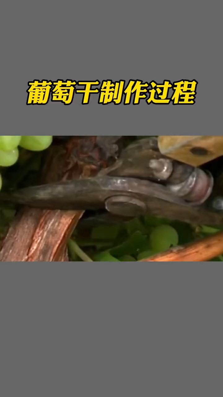 葡萄干制作过程