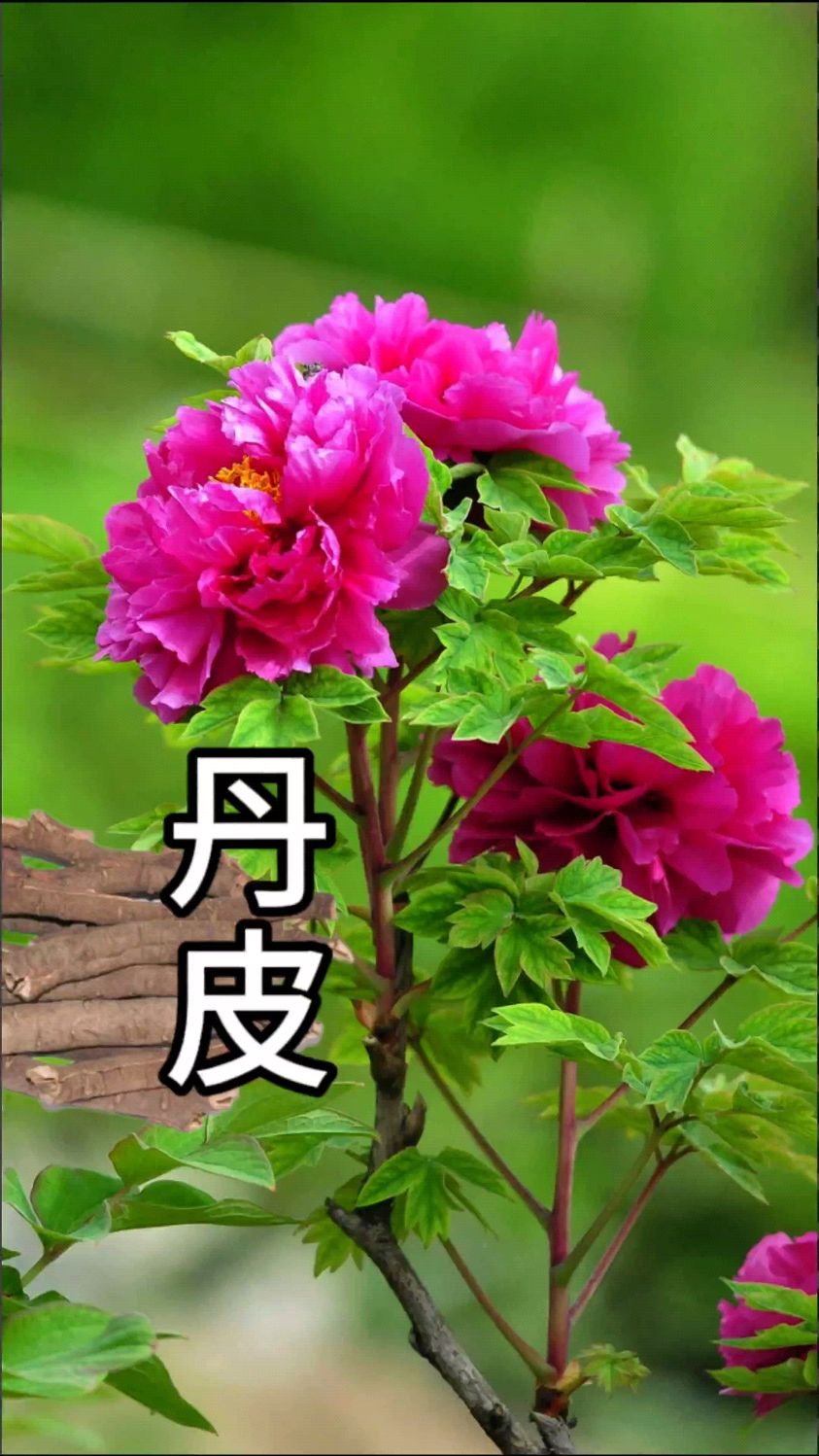 “白花之王”牡丹是一种名贵的观赏型花卉,牡丹的根皮叫丹皮,也是药材
