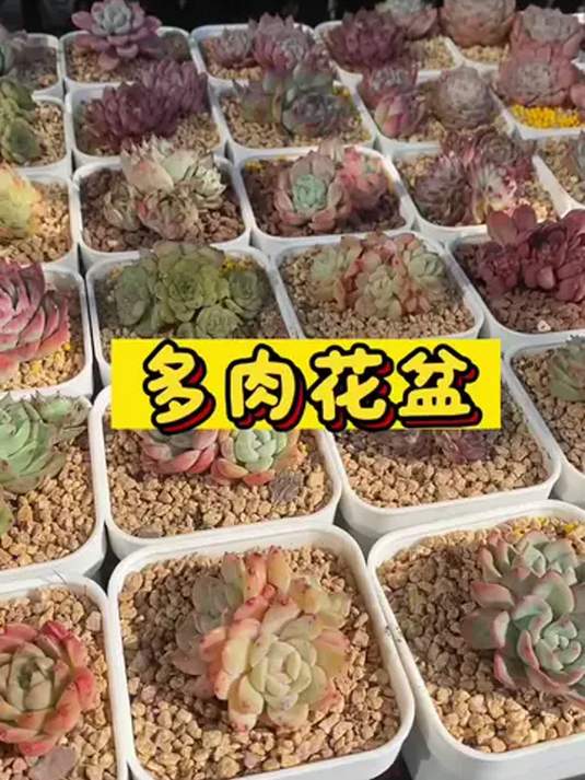 多肉盆选小白盆就对了!便宜结实透气,花友必备