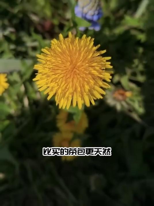 四季播种蒲公英,多年生易管理,在家实现野菜自由!