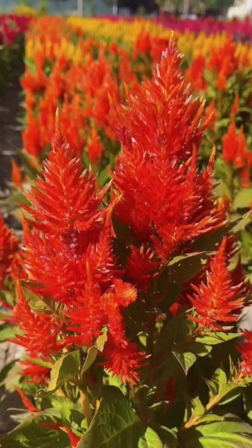 凤尾鸡冠花,颜色艳丽,好看好养