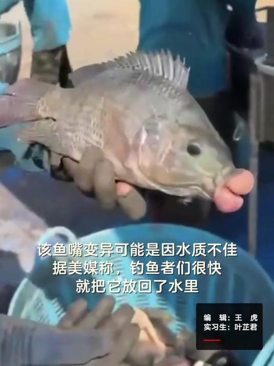 泰国钓鱼者捕获一“嘟嘴”鱼