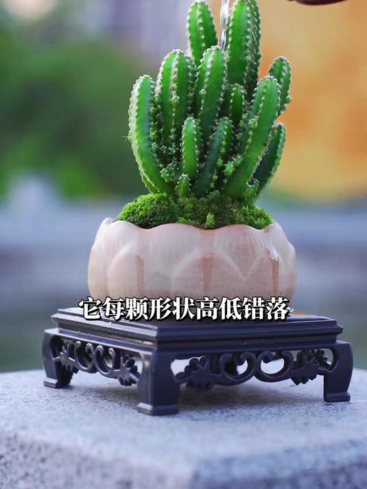 出租屋秒变ins风,万重山耐旱不招虫,二手烟三天吸净