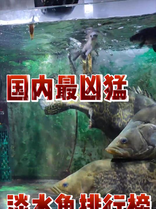 国内最凶猛淡水鱼排行榜