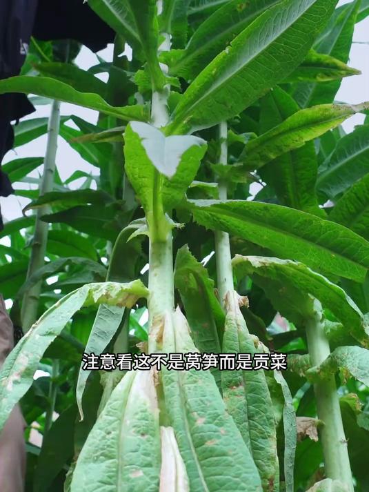 这不是莴笋,而是贡菜