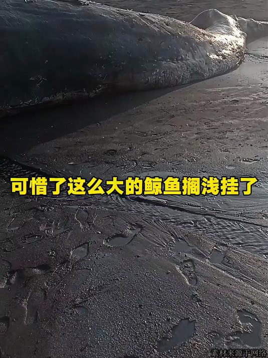 可惜了这么大的鲸鱼搁浅挂了