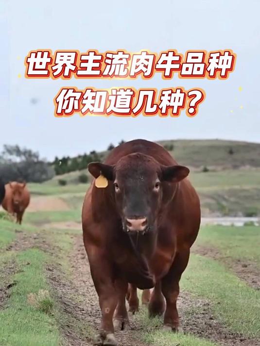 世界主流肉牛品种