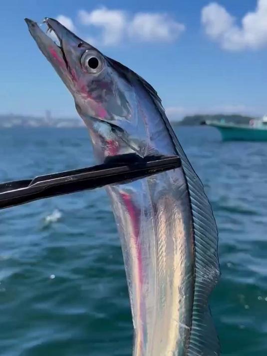 钓鱼佬钓到的 15 种海鱼大曝光,快来看你认识几条?