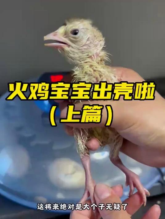 加拿大海布里重型火鸡出壳啦，这可是能长大50多斤的大个子哦！