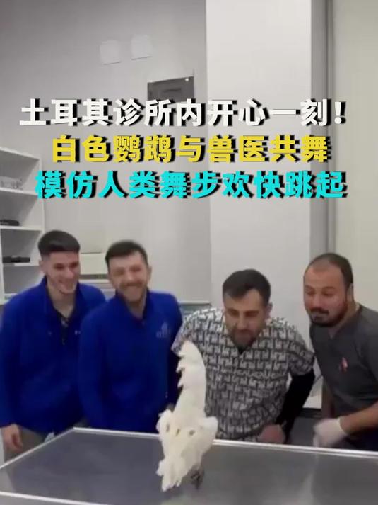 土耳其诊所内开心一刻!白色鹦鹉与兽医共舞 模仿人们舞步欢快跳起