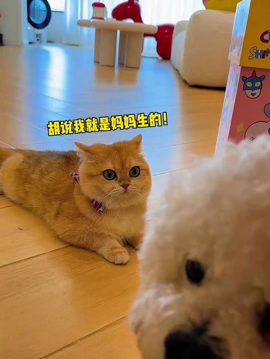 糖宝这个玻璃心小猫竟然知道了自己是从宠物店买来的!