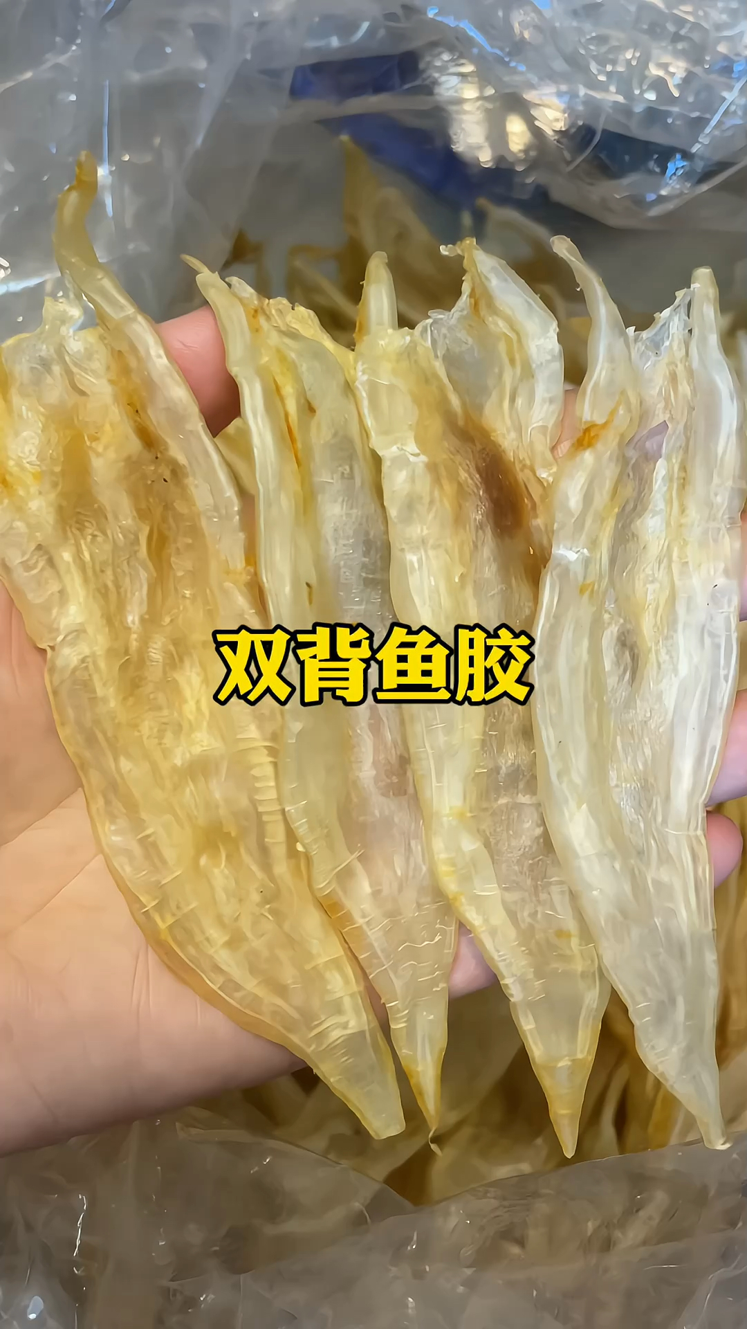 几百块的大双背鱼胶,玻璃肉,很漂亮的货!