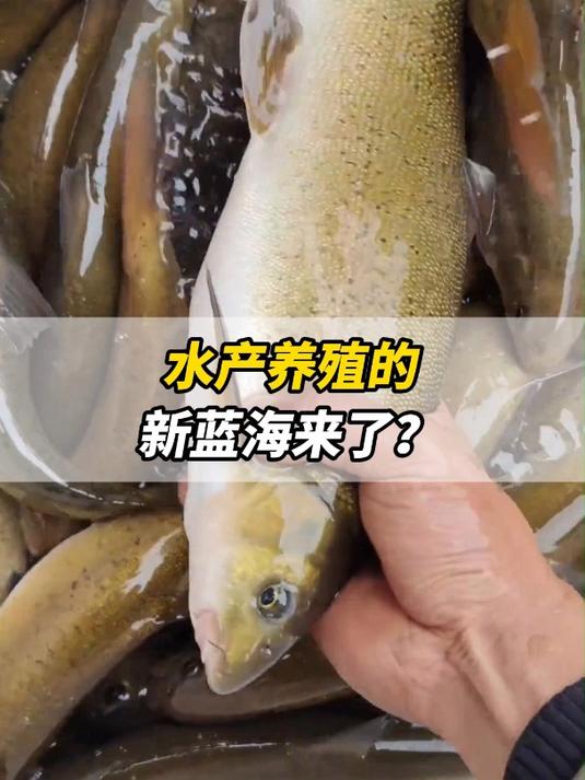 冷水鱼是不是水产养殖的新蓝海?