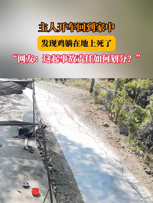 主人开车回到家中,发现鸡躺在地上死了,“网友:这起事故责任如何划分?”