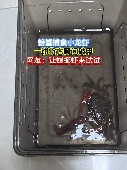 螃蟹捕食小龙虾,一钳将它瞬间破甲,网友:让螳螂虾来试试