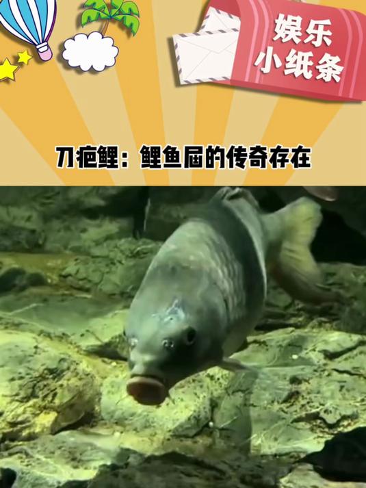 这鲤鱼真的是相当传奇的存在了！
