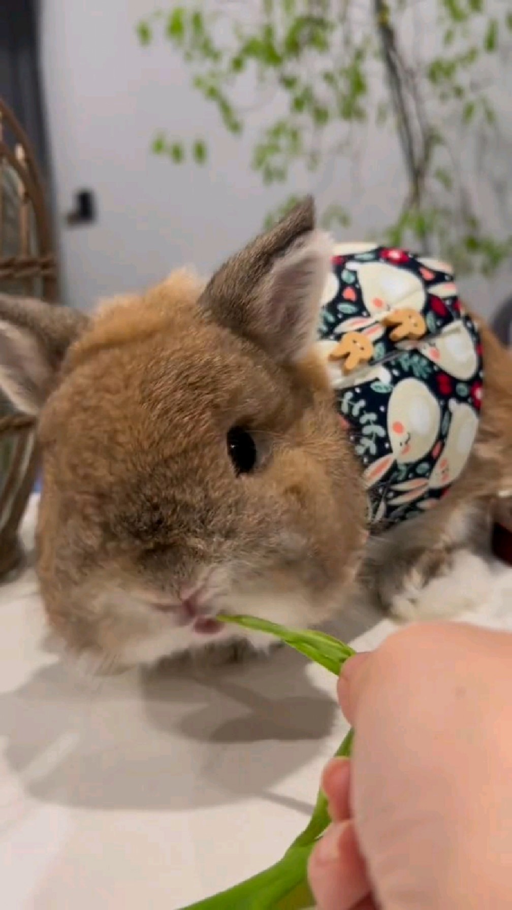 倔脾气的小兔子,不吃菜菜用嘴把菜菜咬到一边!