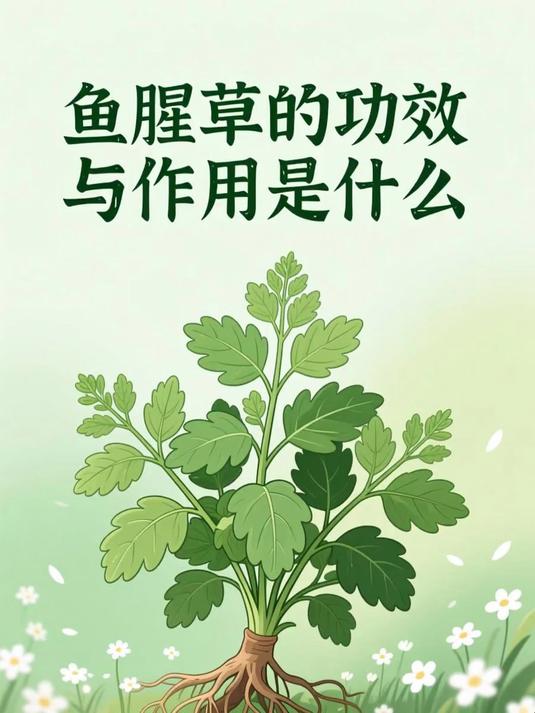 鱼腥草的功效与作用是什么 #健康扬帆季#