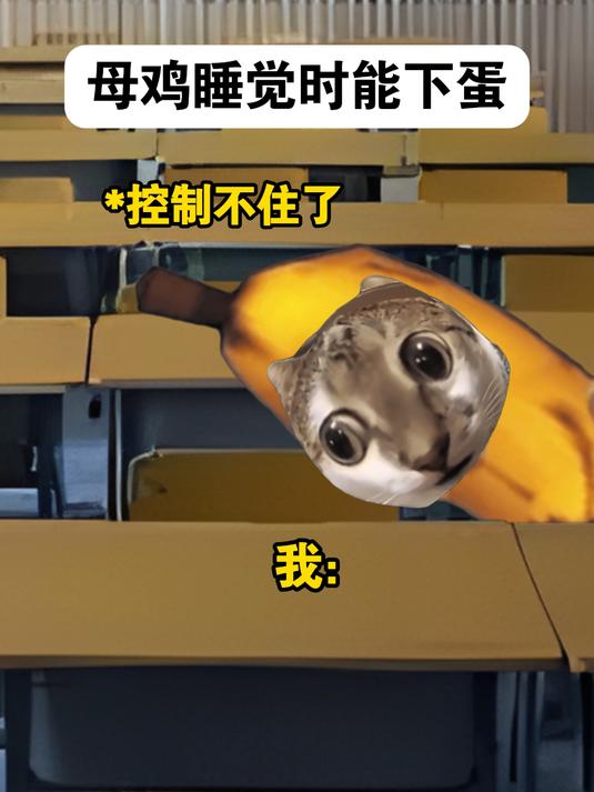 当我发现母鸡睡觉时能下蛋