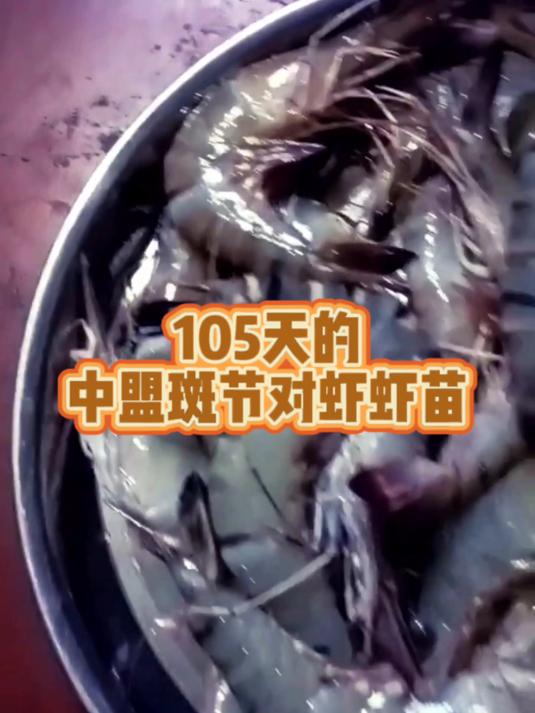养殖利器!105天的中盟斑节对虾虾苗,确确实实很棒!