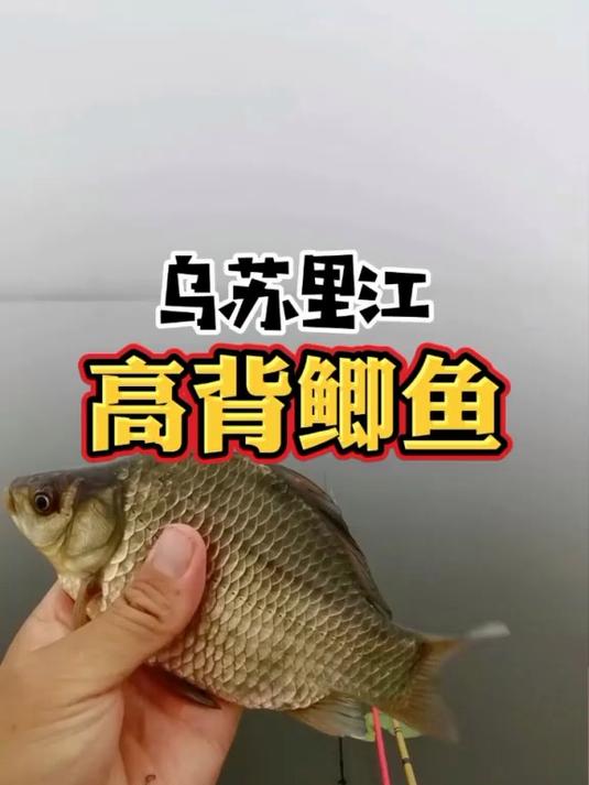 乌苏里江,依然是鱼类和鸟类的天堂