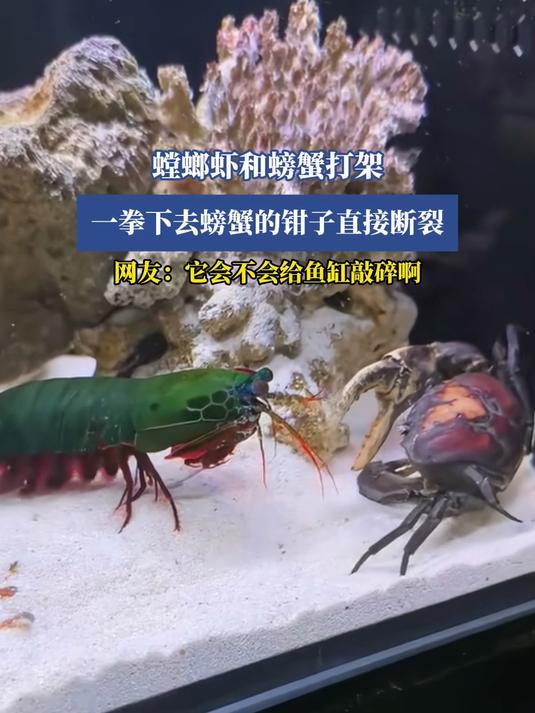 螳螂虾和螃蟹打架,一拳下去螃蟹的钳子直接断裂,网友:它会不会给鱼缸敲碎啊