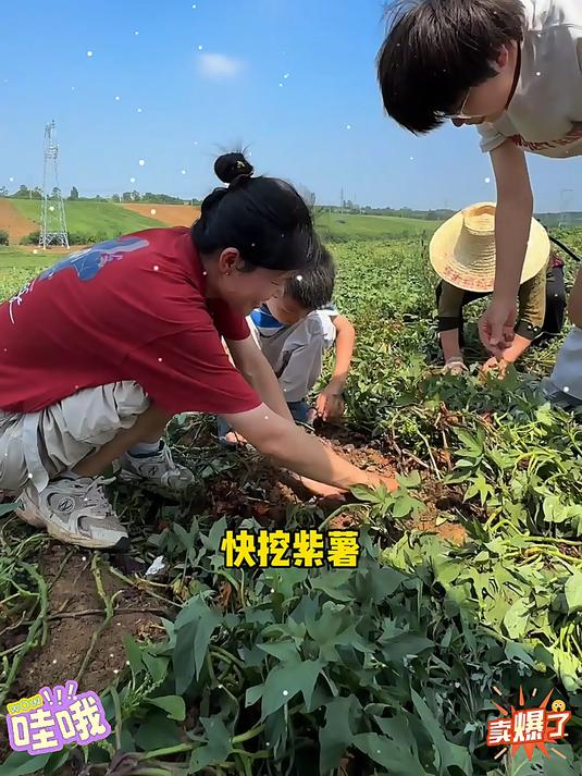 软糯香甜粗纤维高饱腹低热量的沙地糖心紫薯香甜可口蒸着吃做馒头打豆浆好吃又营养