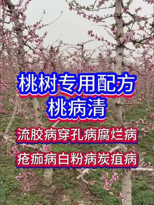 桃树露红喷桃病清,病害不见!农友快用,管用!