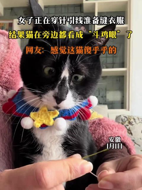 女子正在穿针引线准备缝衣服，结果猫在旁边都看成“斗鸡眼”了