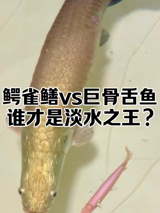 巨骨舌鱼vs鳄雀鳝，究竟谁才是真正的淡水王者呢？