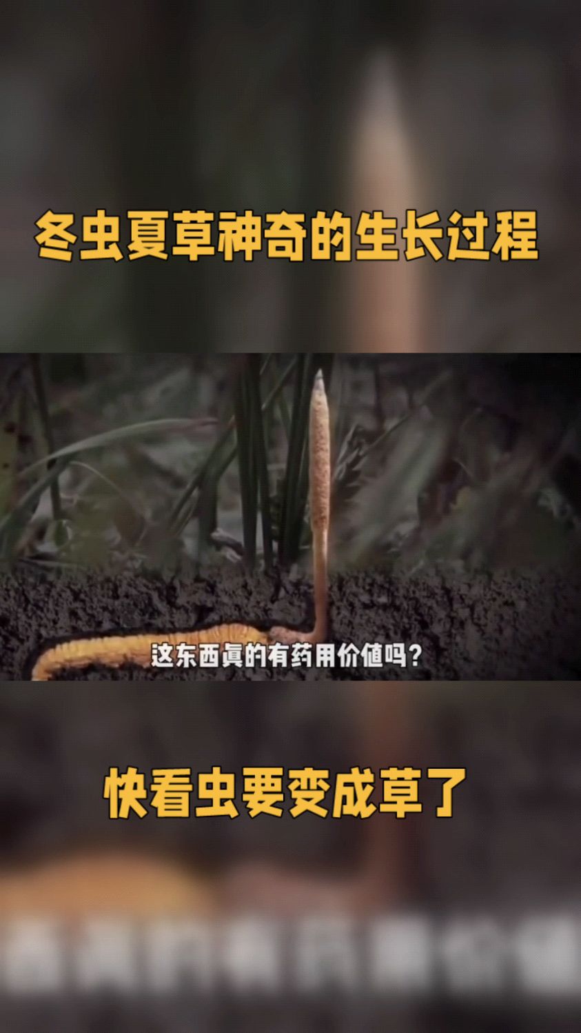 冬虫夏草的神奇生长过程#冬虫夏草