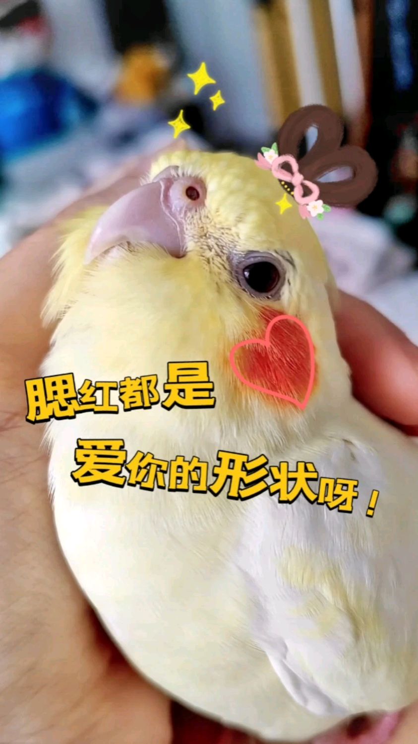 软萌小鸡在线撒娇,腮红都是爱你的形状!玄凤鹦鹉「提莫与蘑菇」