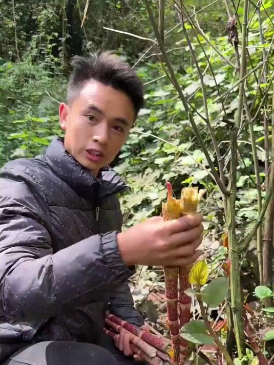 虎杖一种比醋还酸的野菜,大多数人都不认识它今天去山上采了#乡野赴春光#