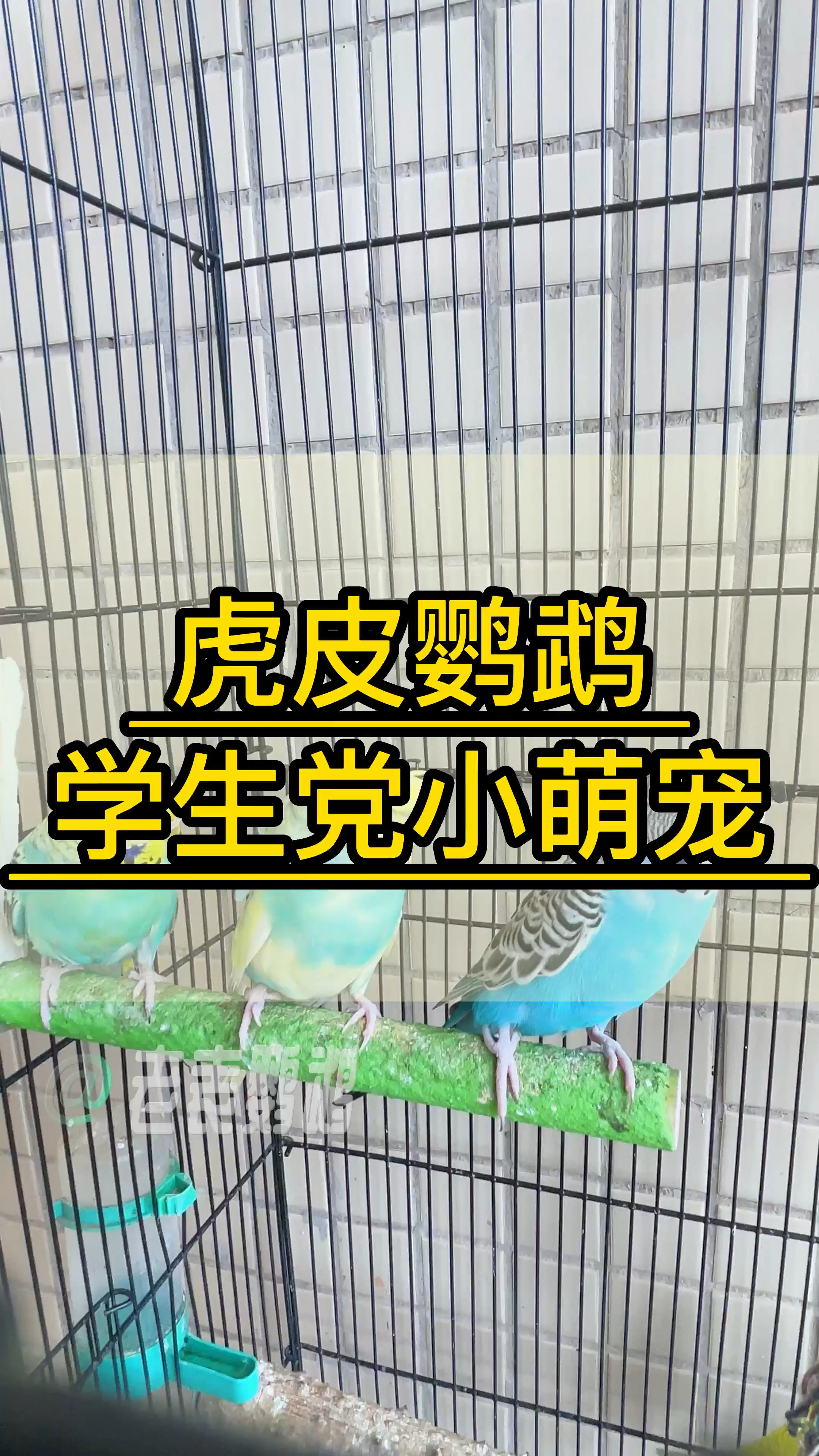 适合学生党的小萌宠—虎皮鹦鹉