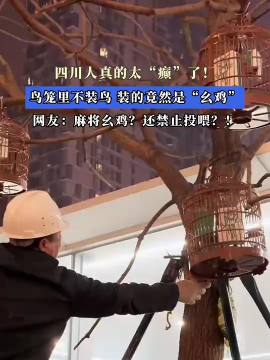 四川人真的太“癫”了！鸟笼里不装鸟，装的竟然是“幺鸡”