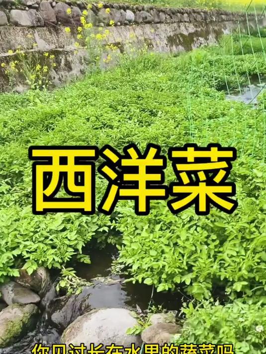 你见过长在水里的蔬菜吗？西洋菜又名豆瓣菜，是一种独特的水生蔬菜