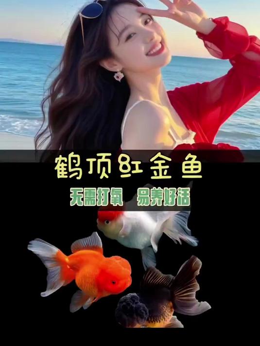 宝子们看过来,鹤顶红金鱼似“红冠仙子”,红白搭配超雅致