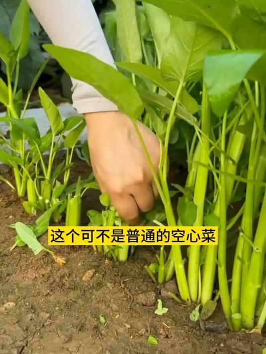 比普通空心菜多三个叉,撇着叶子能一直采收!