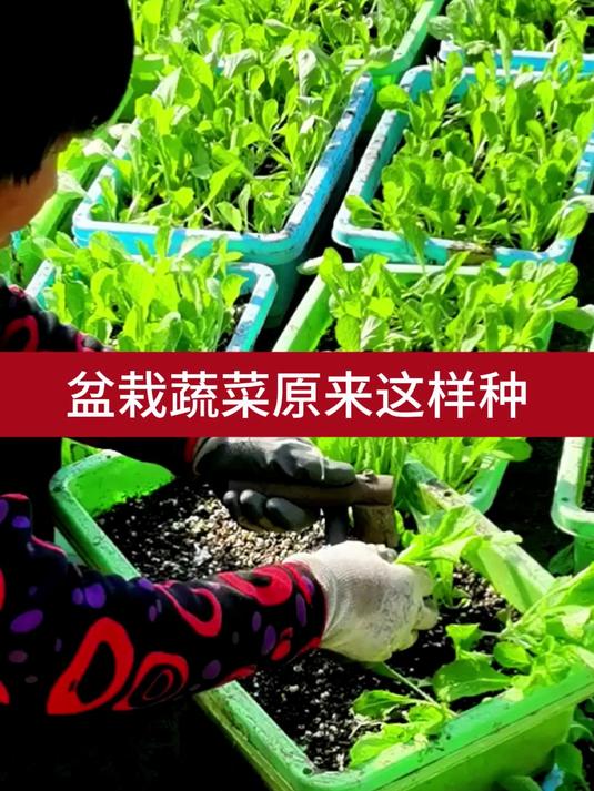 盆栽蔬菜原来这样种3